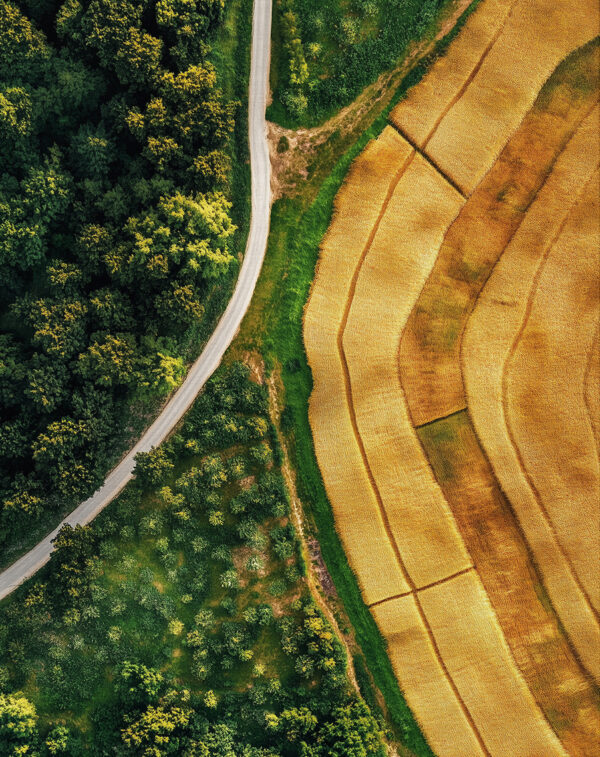 Paisagem da floresta e campos trigo
