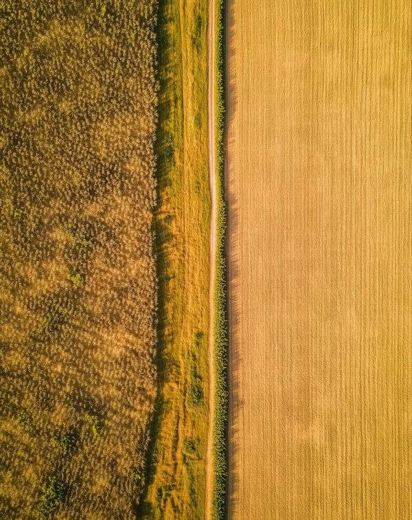 Paisagem de floresta outono