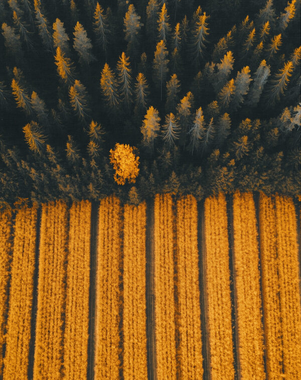 Paisagem de floresta outono com pinus